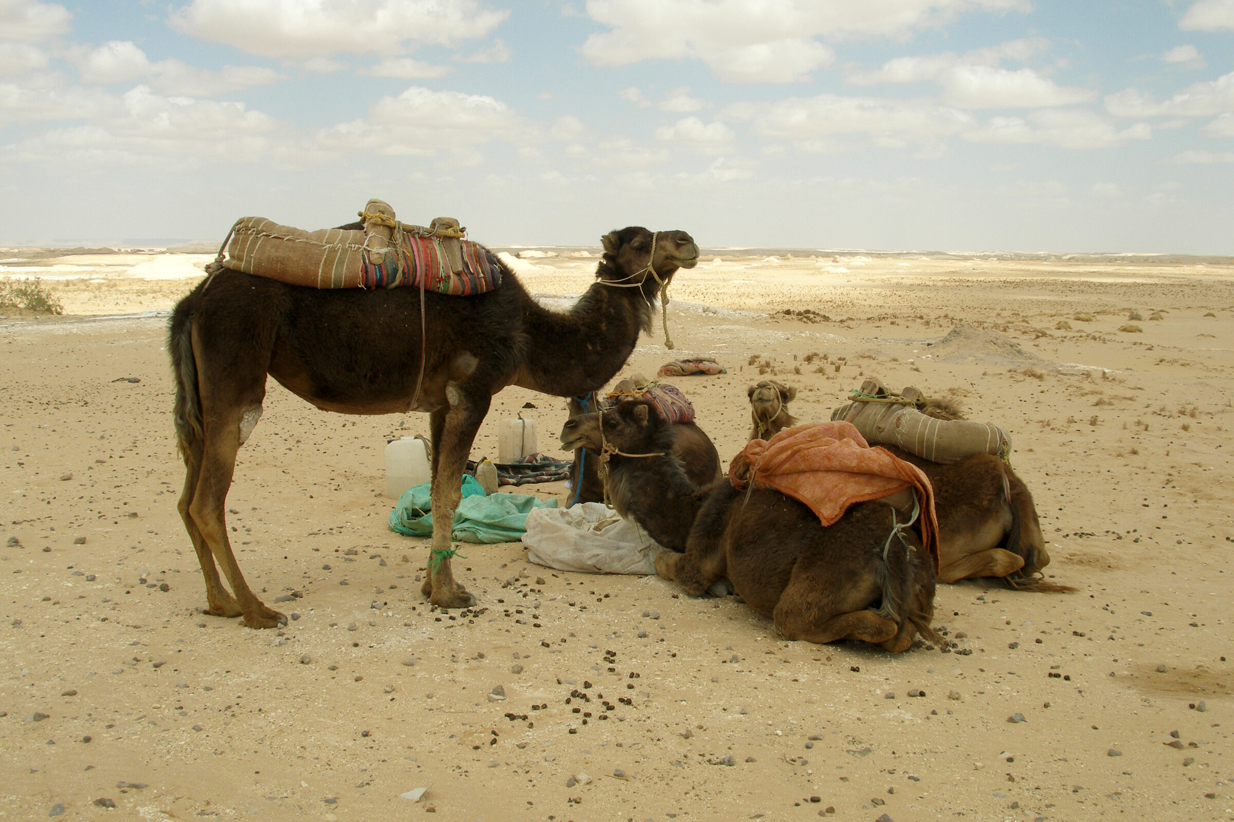 The Silent Desert